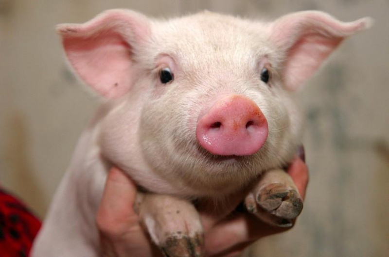 Соль-Илецким любителям свинины грозит пять лет тюрьмы 